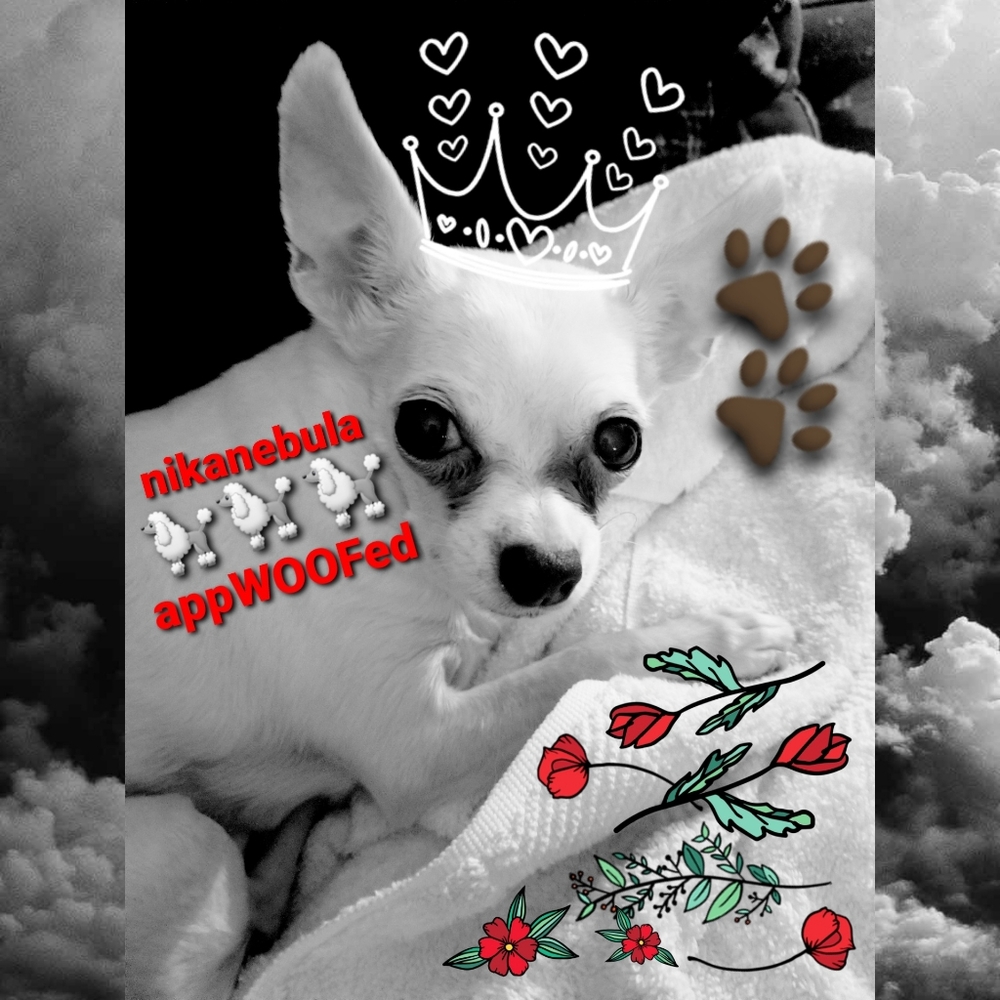 🪐🐾N3 Promise☕☑ - Picture 2 of 2